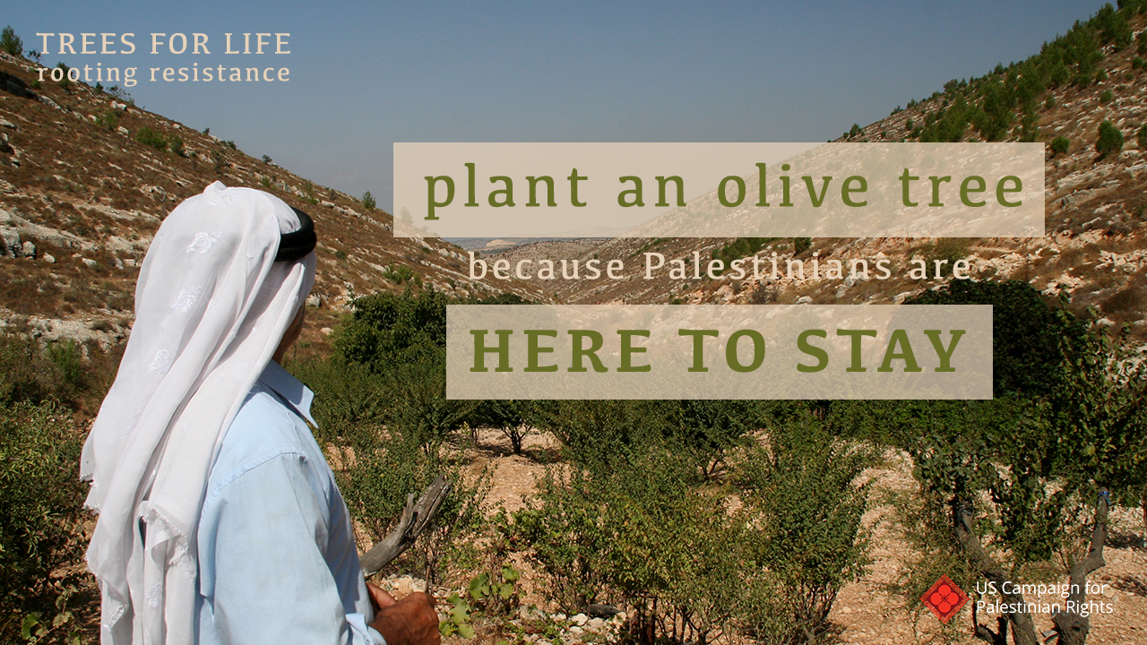 Plant an olive tree